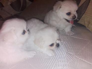 İtlər: Pekines — 15