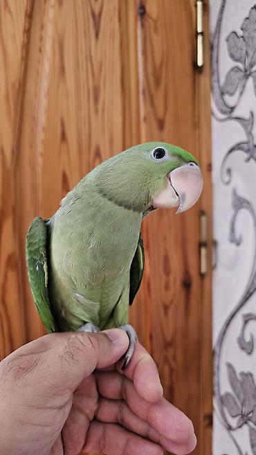 balaca pisik satisi: Aleksandr (parrot) cinsiyyəti dişidir əl quşudur– yaşıl tonlarda, uzun — 1
