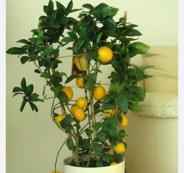 комнатные растения лимон: Возьму бесплатно лимон может,кому то не нужно,а выкинуть жалко🙂🙂