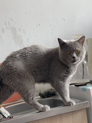 Коты: Продается кот Британской породы,кастрирован,приучен к лотку,не