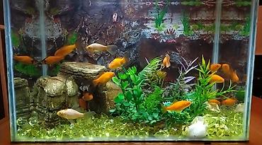 quppi baliqlari: Dördbucaq akvarium, Balıqlarla birlikdə, 160 l, Pulsuz çatdırılma — 3