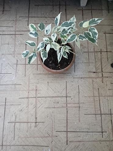 фикусы бенджамина: Фикус Бенджамина вариегатный (Ficus benjamina, пестролистная форма) в — 3
