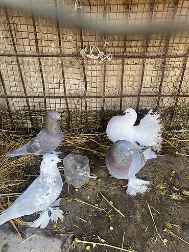 Другое мясо птицы: Домашние голуби декоративных пород. Особенности: - Пушистые оперённые — 7