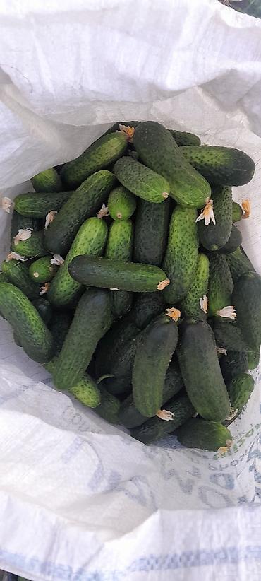 продаю кукурузы: Огурцы — 1