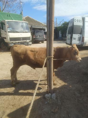 Inəklər, öküzlər: Inəklər, öküzlər — 8