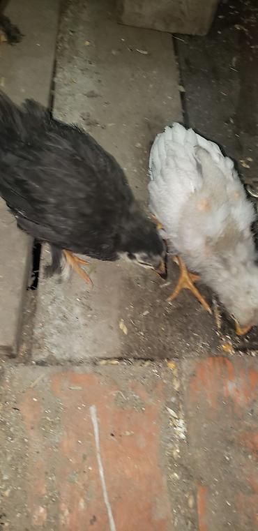 Куры, петухи: Продаю | Цыплята | Для разведения — 3