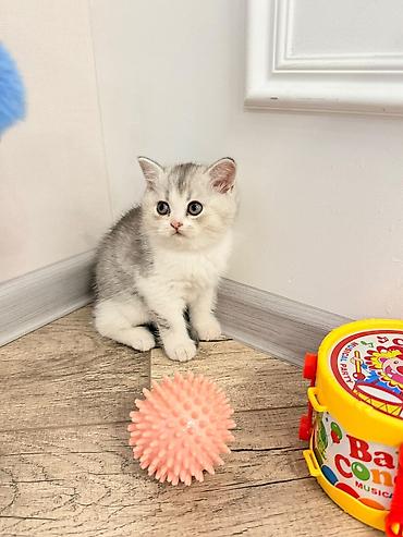 chi su: Шотландские вислоухие котята (скоттиш-фолд) серебристая шиншилла с — 5