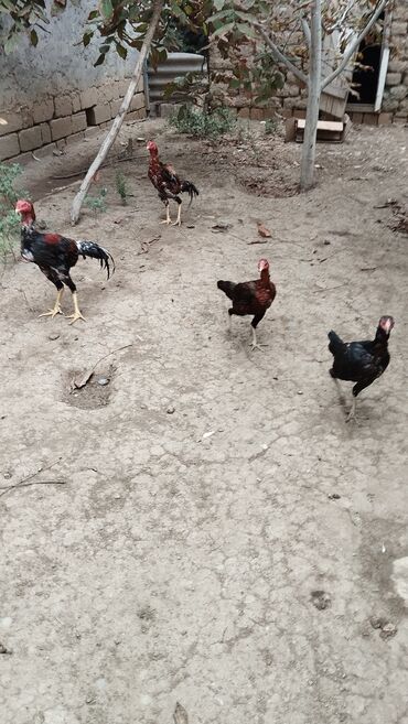 Toyuqlar: Toyuq, Damazlıq, Ödənişli çatdırılma — 6