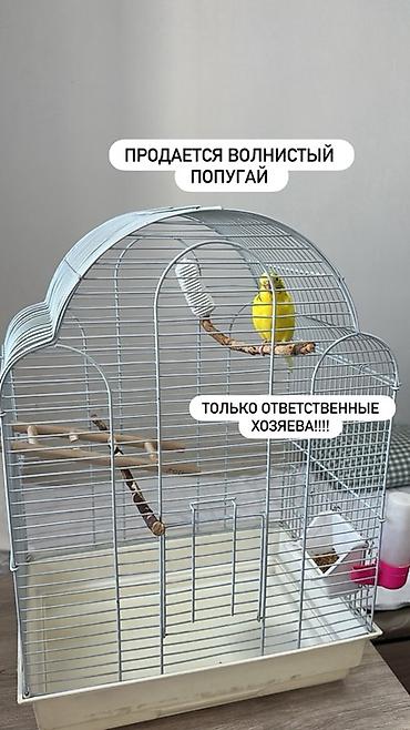 качеля техас: Волнистый попугай (яркий жёлтый окрас) в комплекте с просторной — 1