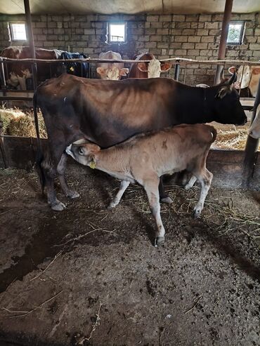 simmental cinsi: Dişi, il: 1, 250 kq, Damazlıq, Ünvandan götürmə