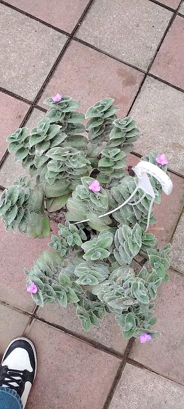 kalanxoe bitkisi: Tradescantia sillamontana (Tül bitkisi) – dekorativ otaq və bağ — 1