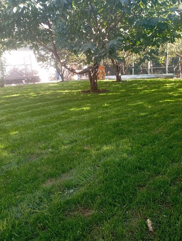 Газон: Газон и Автополив жасайбыз баасы келишим турдо болот! — 15