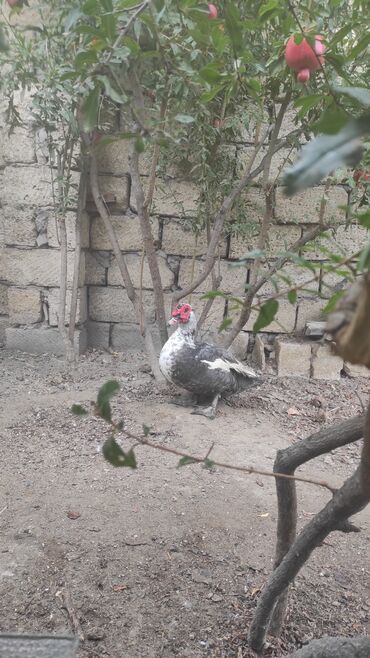Akvariumlar: Erkək, | Macar, Damazlıq, Ünvandan götürmə