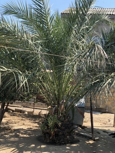 питомник растений в баку: İran Xurması 800 Azn Bakıda hövsanda