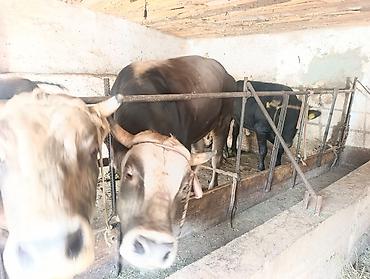 собака из приюта: Продаю | Бык (самец) | Полукровка | На откорм | Привязанные — 4
