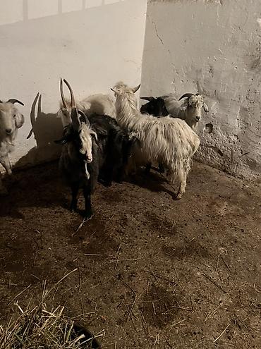 Козы, козлы: Продаю | Коза (самка) | Для разведения | Племенные — 8