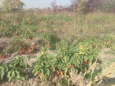 ящики для продуктов: Перец с поле самовывоз