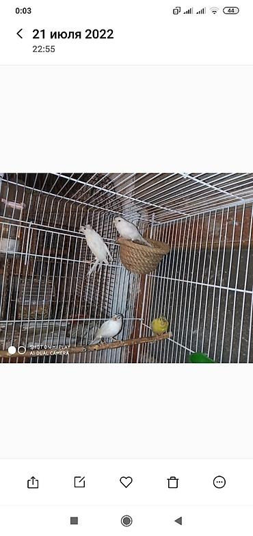 bulbul satılır: Super bül bul lərin kanareyka konor solovey ağ Erkey oxuyan bala — 2