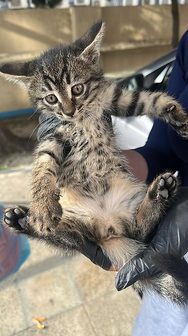 Pişiklər: Tabbi, Erkək — 2