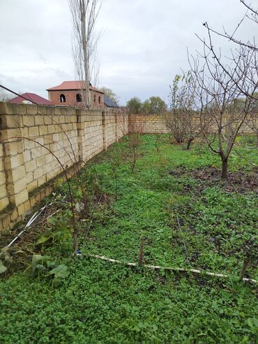 Torpaq sahələrinin satışı: 4 sot, Kupça (Çıxarış) — 1