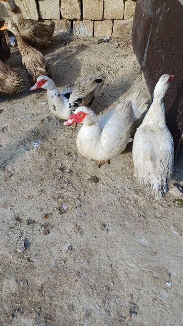 ordek nece gune bala cixardir: Salam bele yerli lal ordek var 1 ilk erkek 1 ilk disi disi 1 defe bala