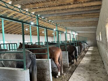 Лошади, кони: Продаю | Жеребенок, Кобыла (самка), Конь (самец) — 15