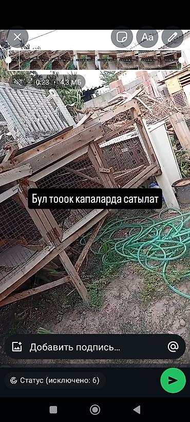 меняю на скот: Другая сетка — 1