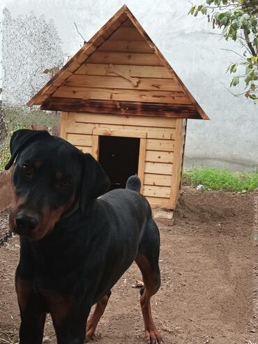 doberman satışı: Doberman, 10 ay, Erkek, Peyvəndli, Ünvandan götürmə