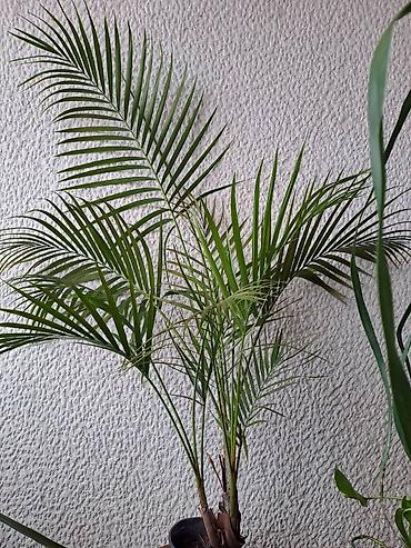 prekidac: Palma Areca, 140 centimetara visina, jednostavna za odrzavanje — 1