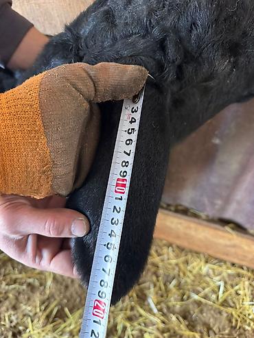 Баран, овца: Продаю | Овца (самка) | Для разведения — 12