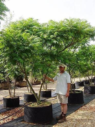 Other garden flower saplings & seedlings: Пионы клубнями. Пионы травянистые. Пионы древовидные. Пионы — 27