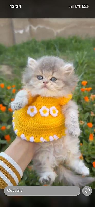 Pişiklər: Britan, Erkək, Dişi — 3