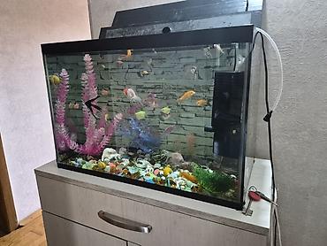 akvarium baliqlari: Akvaryum dəsti – şüşə akvarium və akvarium balıqları ilə - Geniş — 3