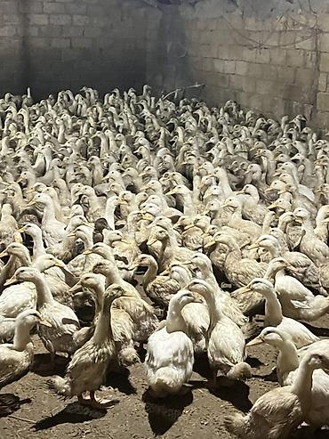 heyvan yemlərinin satışı: Məhsul: Ördəklər (təsərrüfat sürüsü) Təsvir: - Böyük sayda ağ və açıq — 4