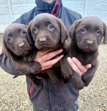 psi na: Čokoladni štenci Labrador retriver Čokoladni štenci Labrador retriver