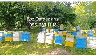Arılar: Satışda 6 ramkalıq (ancaq 23 sm-lik ramka ) arı ailələri mövcuddur.Boz — 2