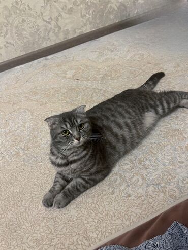 дом собака: Кошка пародистая, Окраса серебристый табби. Описание: - Окрас: серый