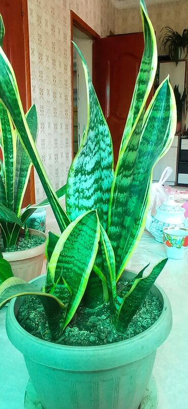 хвойные растения: Сансиеверия отлично очищает воздух в комнатах