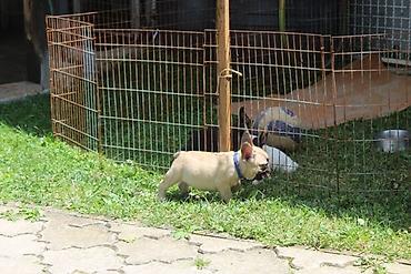 Psi: Francuski Buldog štenci Odgajivačnica UŠTICA ima u ponudi štence rase na lalafo.rs — 3 Psi: Francuski Buldog štenci Odgajivačnica UŠTICA ima u ponudi štence rase — 3