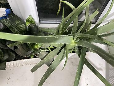 сансуй: Алоэ вера (Aloe vera) и тёщин язык/сансевиерия в горшках Описание: - — 1
