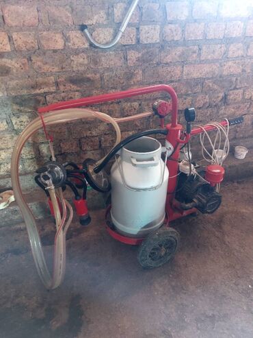 продаю музоо торпок корова самка бык самец айрширская ангус алатауская на забой для разведения на откорм племенные нетель привязанные: Продаю | Бык (самец)