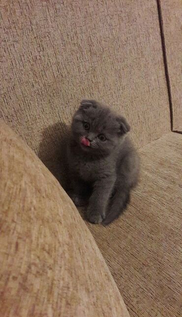 Pişiklər: Şotland, Erkək, Dişi, Ödənişli çatdırılma, Rayonlara çatdırılma — 5