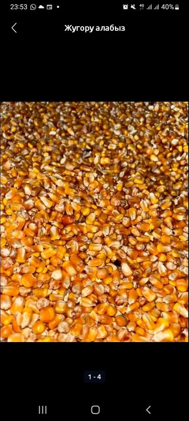 рыбы для аквариума: Кукуруза (зерно) - Зерно кукурузы ярко‑желтого цвета, калиброванное at lalafo.kg рыбы для аквариума: Кукуруза (зерно) - Зерно кукурузы ярко‑желтого цвета, калиброванное