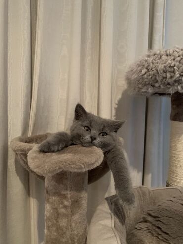 Pişiklər: Britan, Dişi, Erkək, Ünvandan götürmə — 11