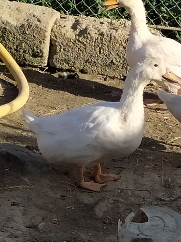 Digər quşlar: Qışqıran ördəklərdir✅️ Kəkilli var✅️ Bəzəkli var✅️ Sadəsi var✅️ Qara -da lalafo.az — 12 Digər quşlar: Qışqıran ördəklərdir✅️ Kəkilli var✅️ Bəzəkli var✅️ Sadəsi var✅️ Qara — 12