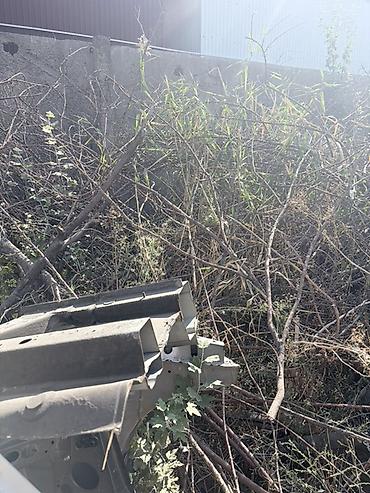 Дрова ветки деревья бесплатно даром