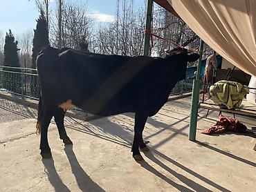 Коровы, быки: Продаю | Корова (самка) | Для молока | Привязанные at lalafo.kg — 7 Коровы, быки: Продаю | Корова (самка) | Для молока | Привязанные — 7