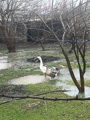 qaz cuceleri: 3 ədəd linda qazı satılır yumurtalıq və ətlik olarağ süper heyvanlardı — 6