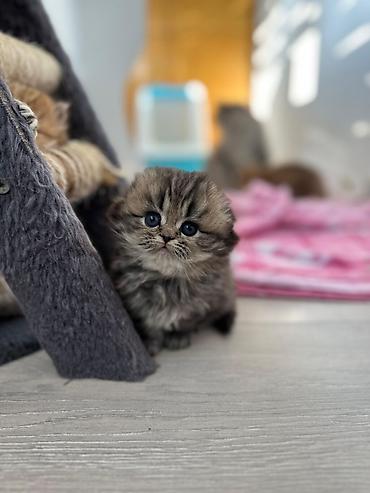 Pişiklər: Fars — 7