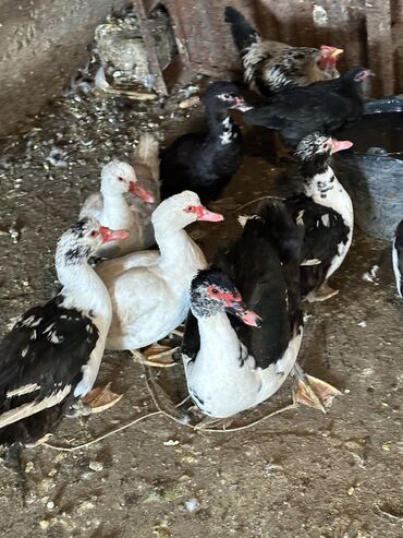 Другие животные: Индоутки — 3